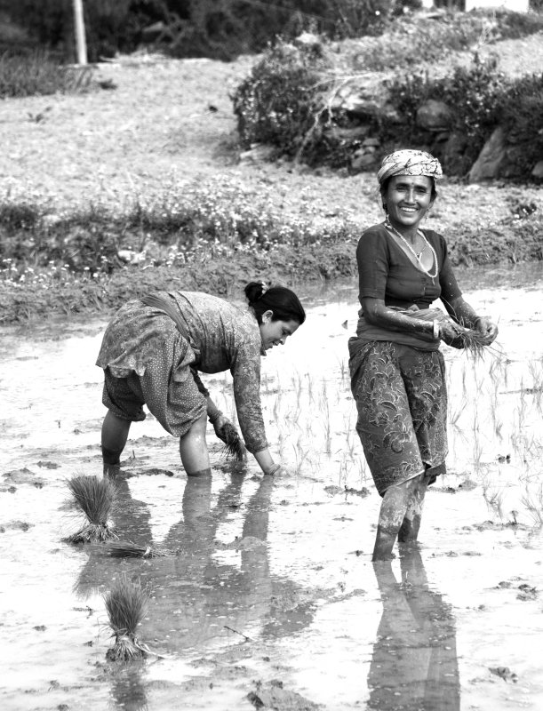 Planting at Ghorka 3
