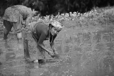 Planting at Ghoka 4