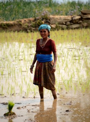  Ghorka paddy 4