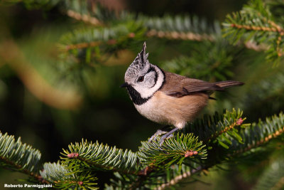 Parus cristatus (crested tit - cincia dal ciuffo)