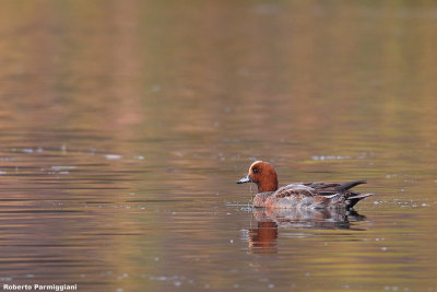 Anas penelope (wigeon - fischione)