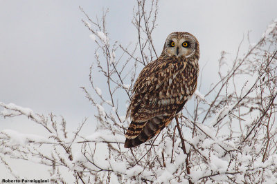 Asio flammeus (short eared owl-gufo di palude)