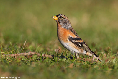 Fringilla montifringilla (brambling-peppola)