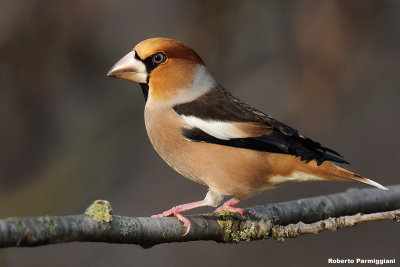 Coccothraustes coccothraustes (hawfinch-frosone)