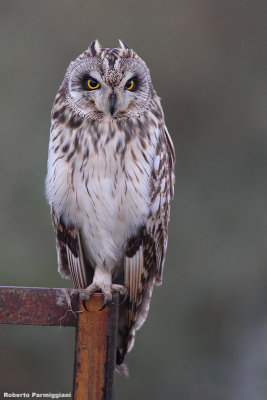 Asio flammeus (short eared owl-gufo di palude)