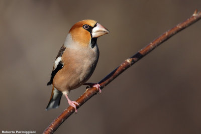 Coccothraustes coccothraustes (hawfinch-frosone)