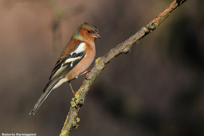 Fringilla coelebs (chaffinch-fringuello)