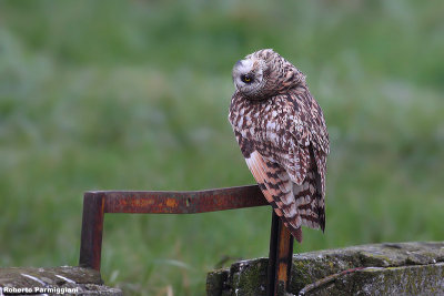 Asio flammeus (short eared owl-gufo di palude)