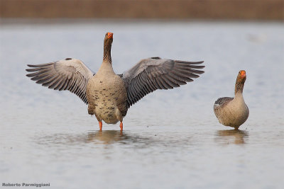 Anser anser (grey leg goose - oca selvatica)