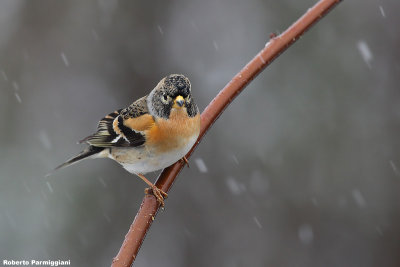 Fringilla montifringilla (brambling-peppola)