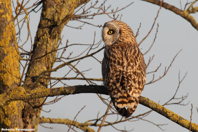 Asio flammeus (short eared owl-gufo di palude)