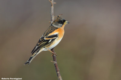 Fringilla montifringilla (brambling-peppola)