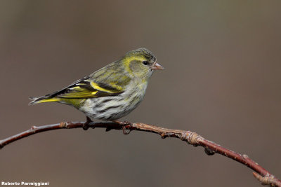 Carduelis spinus (siskin -lucherino)