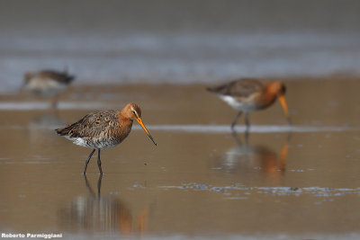 Limosa limosa (black tailed godwit - pittima reale)