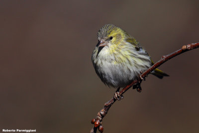 Carduelis spinus (siskin -lucherino)