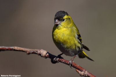 Carduelis spinus (siskin -lucherino)