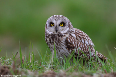 Asio flammeus (short eared owl-gufo di palude)