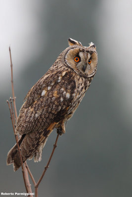 Asio otus (long eared owl-gufo comune)