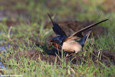 Hirundo rustica (swallow-rondine)