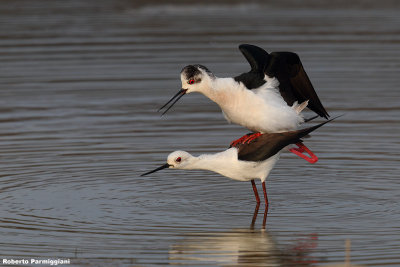 Himantopus himantopus (black winged stilt-cavaliere d'Italia)