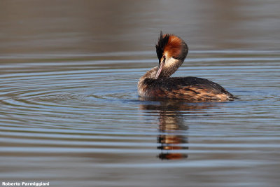 Podiceps cristatus (great crested grebe - svasso maggiore)