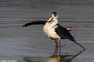 Himantopus himantopus (black winged stilt-cavaliere d'Italia)