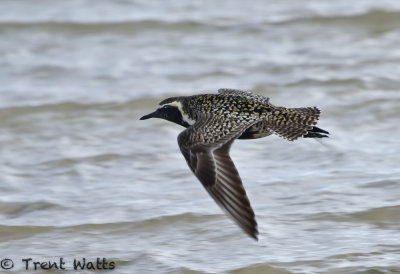 Pacific Golden Plover