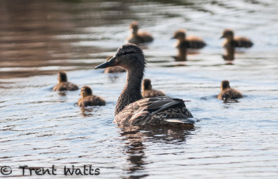 Female Mallard Duck with babies