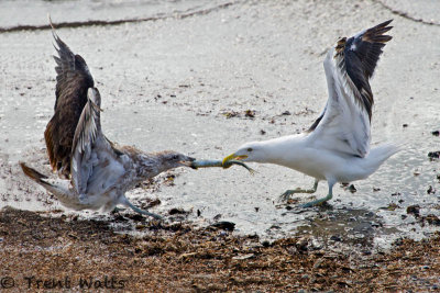 Black-backed Gull, Imature and Mature fighting over Piper fish in New Zealand.