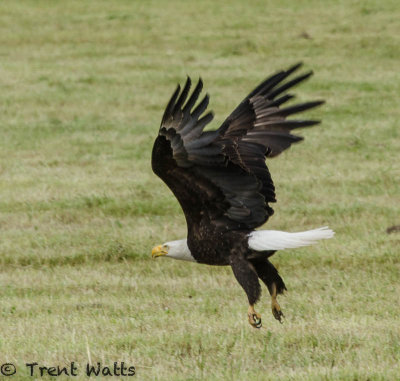 Bald Eagle
