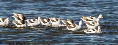 American Avocet on fall migration