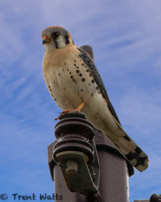 American Kestrel