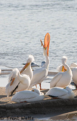 American White Pelicans