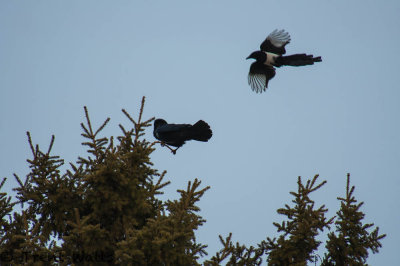 DSC_3923.jpg
