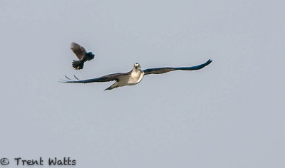 Crow chasing an Osprey
Saskatoon, Saskatchewan
_TW22076.jpg