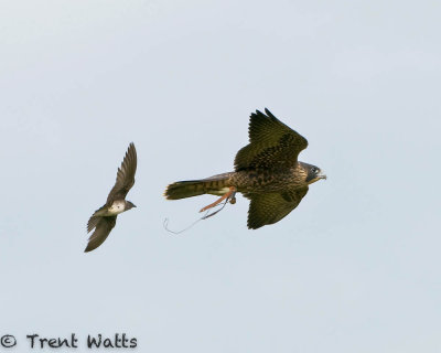 Purple Martin chasing Peregrine Falcon
The leather thongs are used in training the bird for Falconry.
_TW28907.jpg