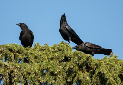 American Crows gathering in a Spruce Tree