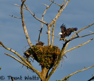 Bald Eagle feeding young a fish.