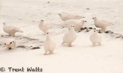 Willow Ptarmigan