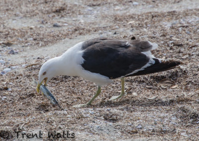 Black-backed Gull eating a Piper fish.