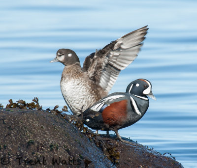 Female and Male Harlequin Duck