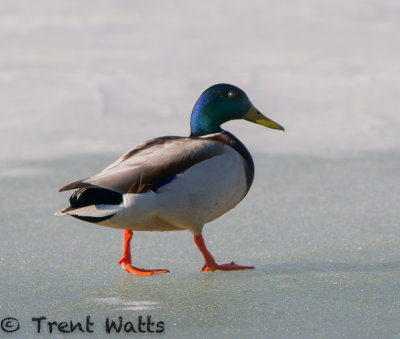 Male Mallard Duck walking on frozen South Saskatchewan River