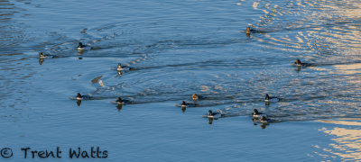 Common Goldeneye Convention. These ducks stay in Saskatoon all winter if there is open water.