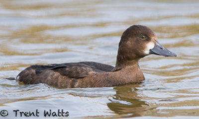 Greater Scaup