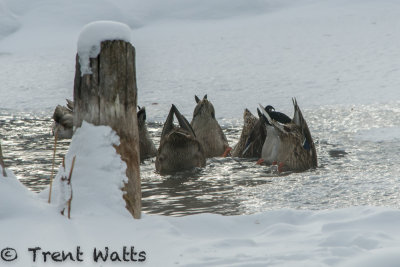 Mallard Ducks deciding if they will migrate south.