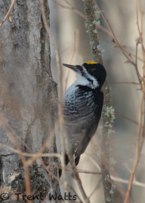 Black-backed Woodpecker