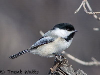 Black-capped Chickadee