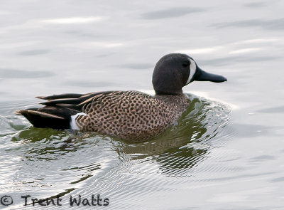 Blue-winged Teal (Male)
