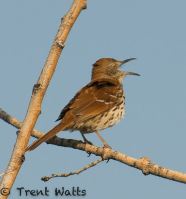 Brown Thrasher singing