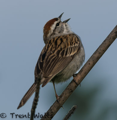 Chipping Sparrow singing